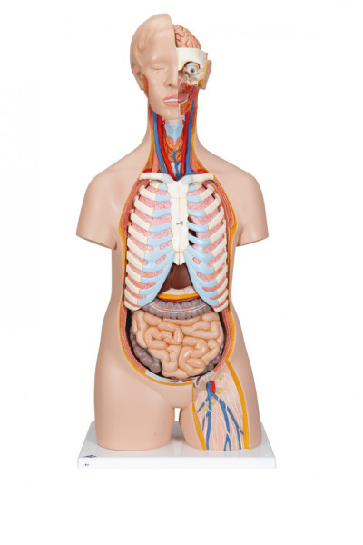 Geschlechtsloser Klassik-Torso