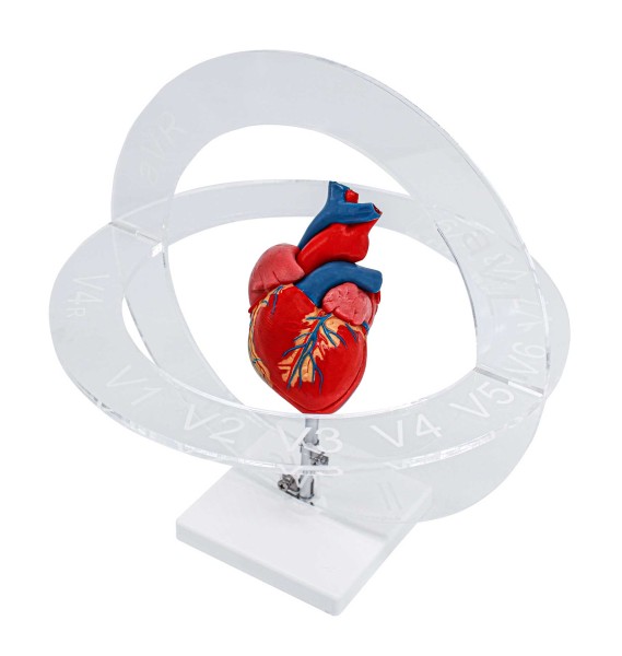 3D-EKG-Modell